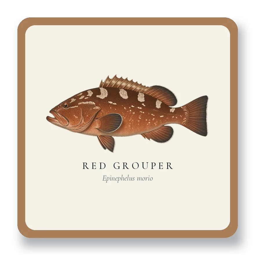Coaster Set with Red Grouper illustration