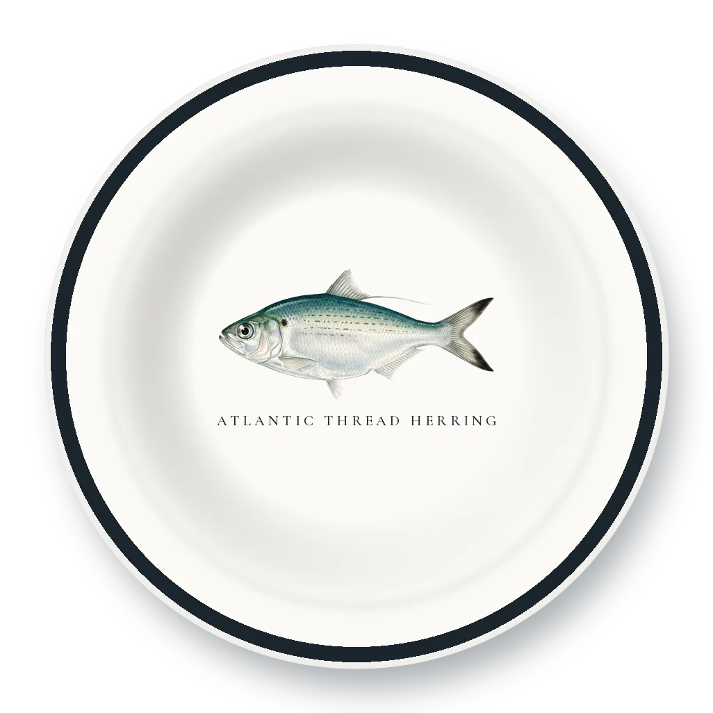 Enamel Bowl with Atlantic Thread Herring illustration