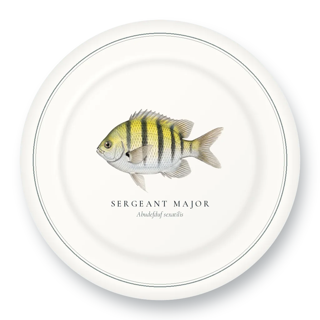 Dinner Plate with Sergeant Major illustration