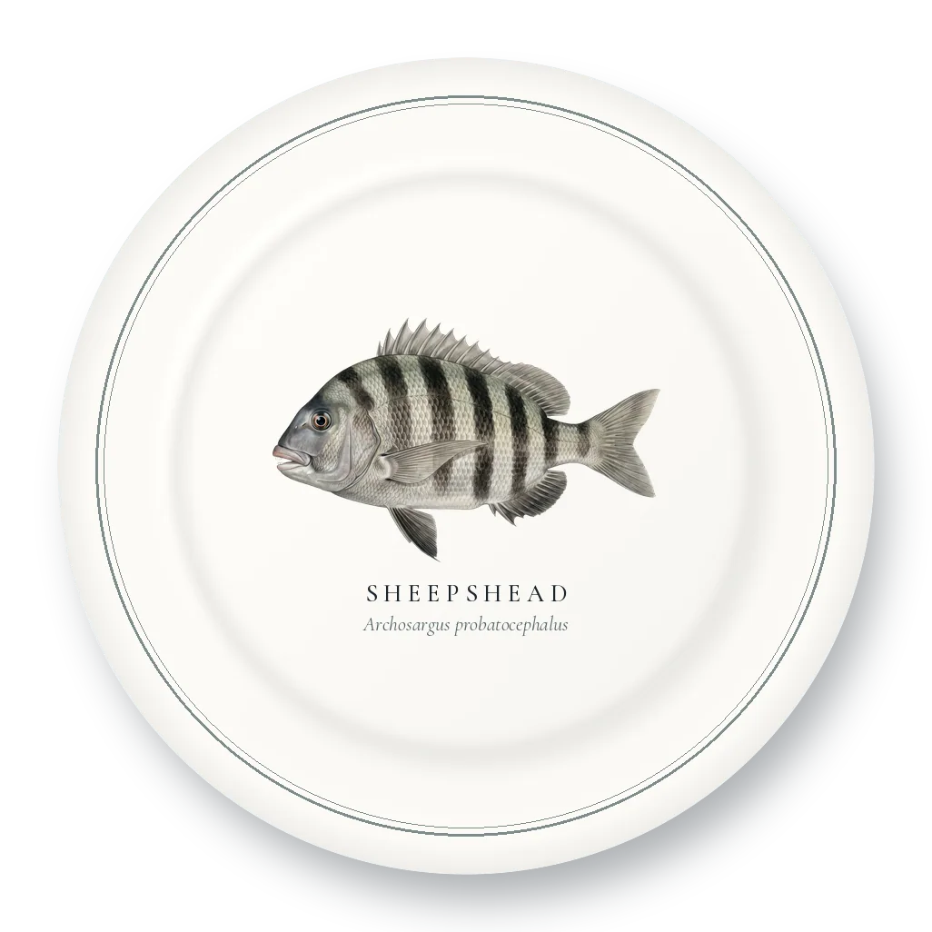 Dinner Plate with Sheepshead illustration