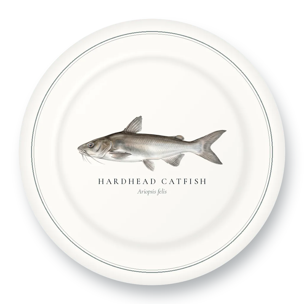 Dinner Plate with Hardhead Catfish illustration