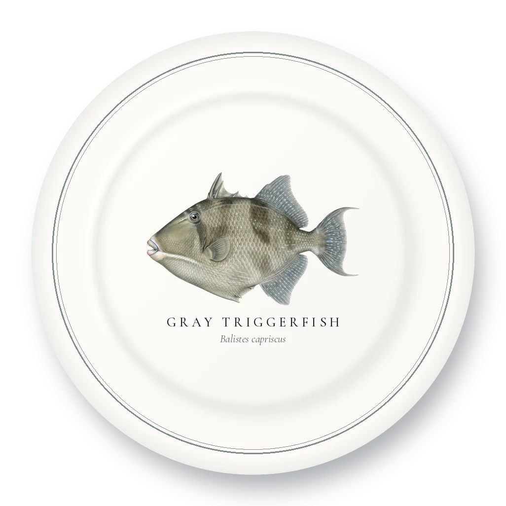 Dinner Plate with Gray Triggerfish illustration