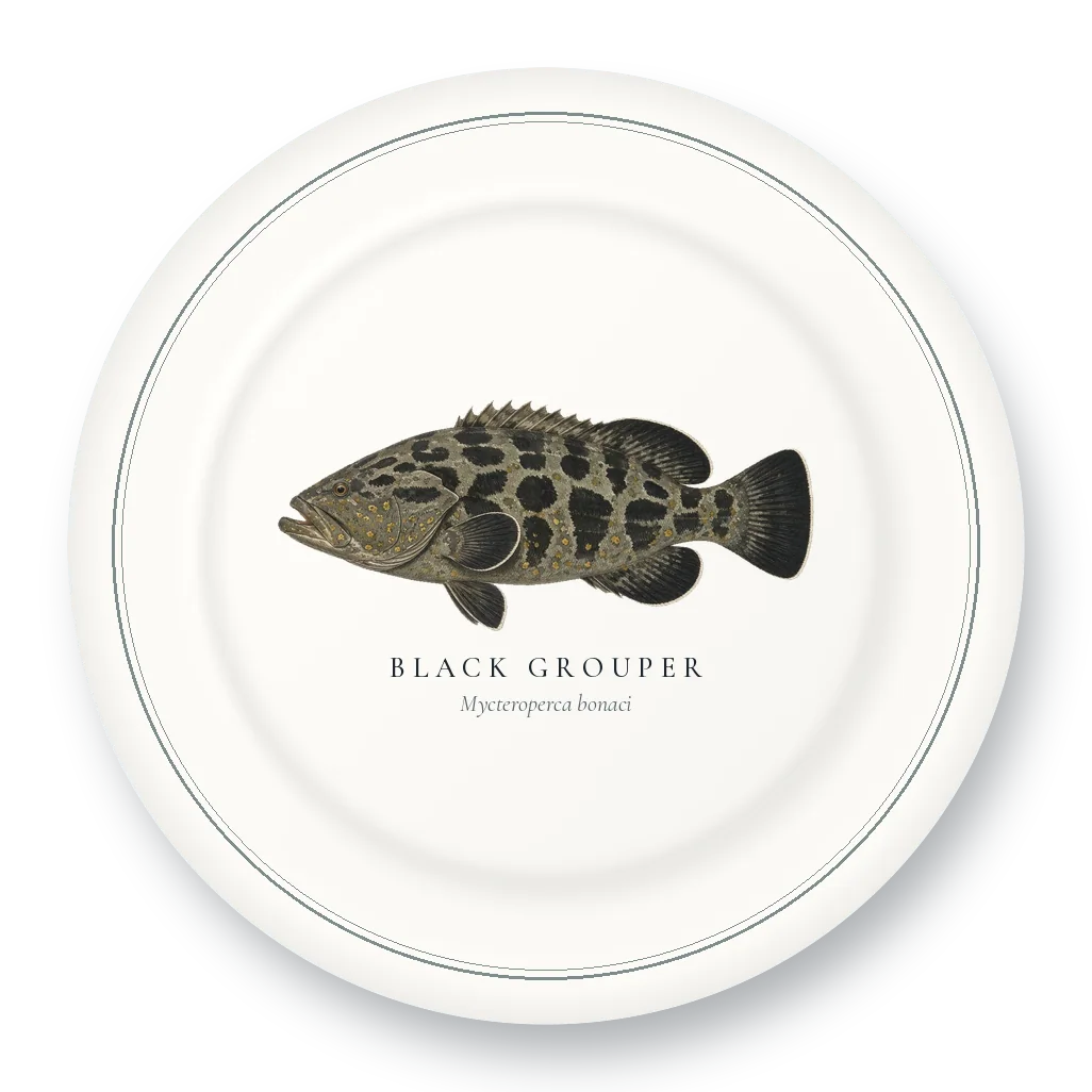 Dinner Plate with Black Grouper illustration