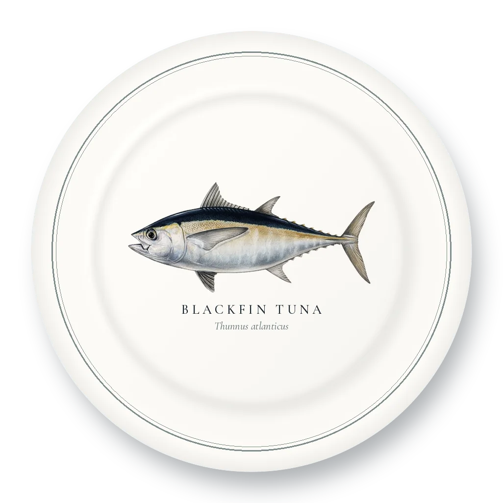Dinner Plate with Blackfin Tuna illustration