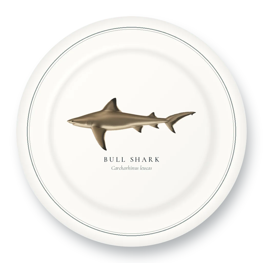 Dinner Plate with Bull Shark illustration