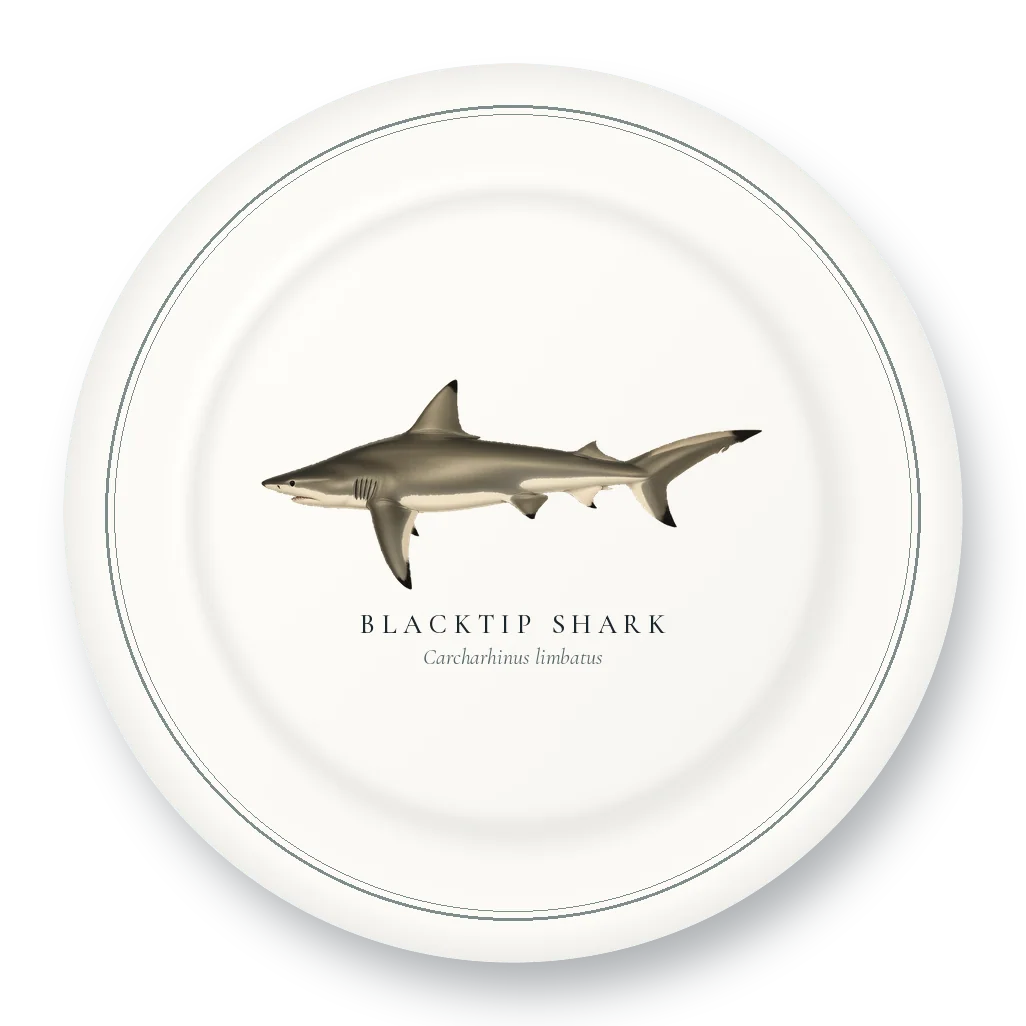Dinner Plate with Blacktip Shark illustration