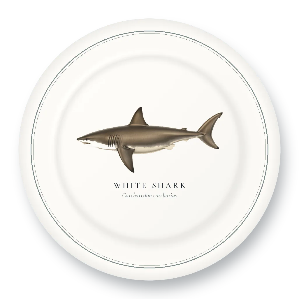 Dinner Plate with White Shark illustration