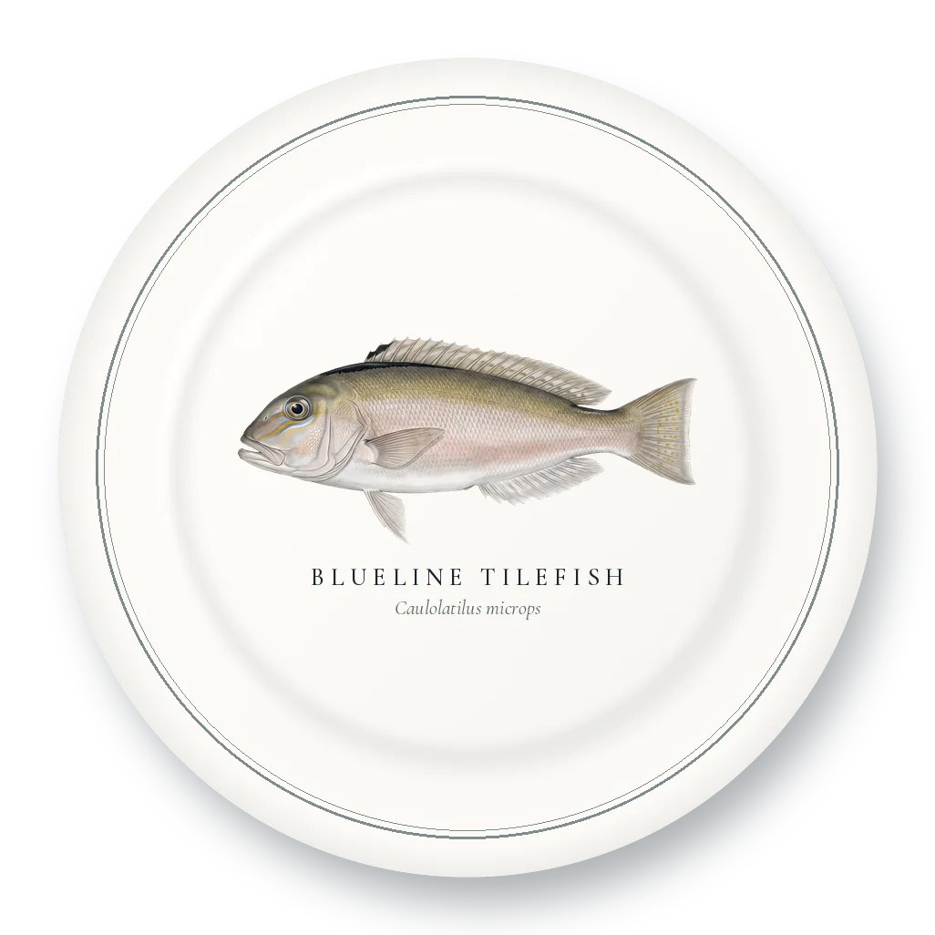 Dinner Plate with Blueline Tilefish illustration