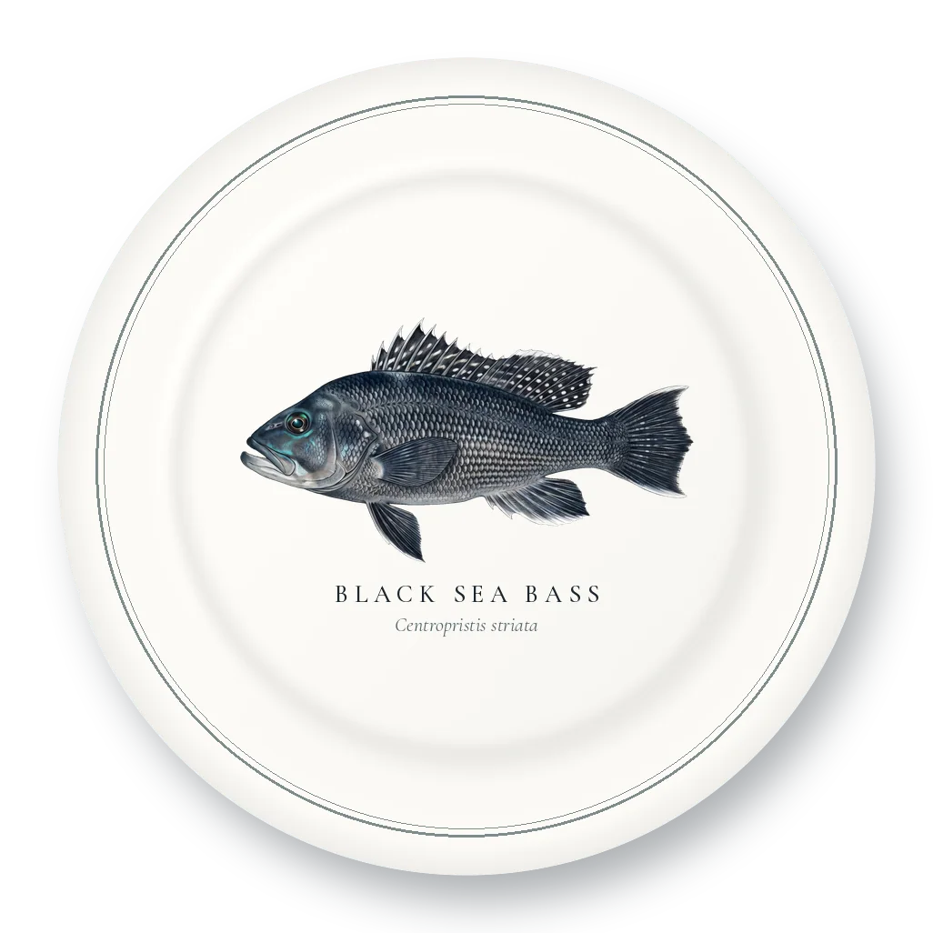 Dinner Plate with Black Sea Bass illustration