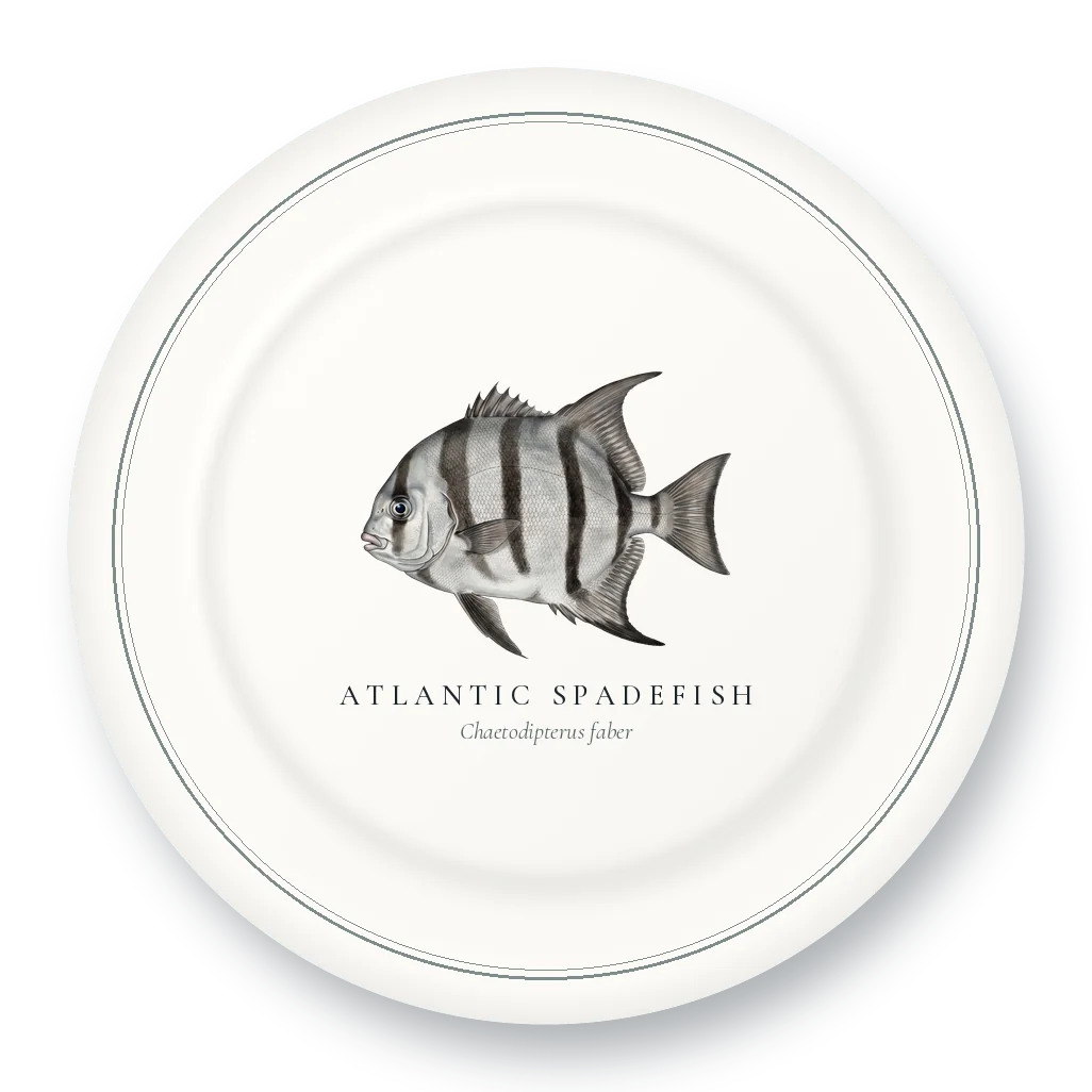 Dinner Plate with Atlantic Spadefish illustration