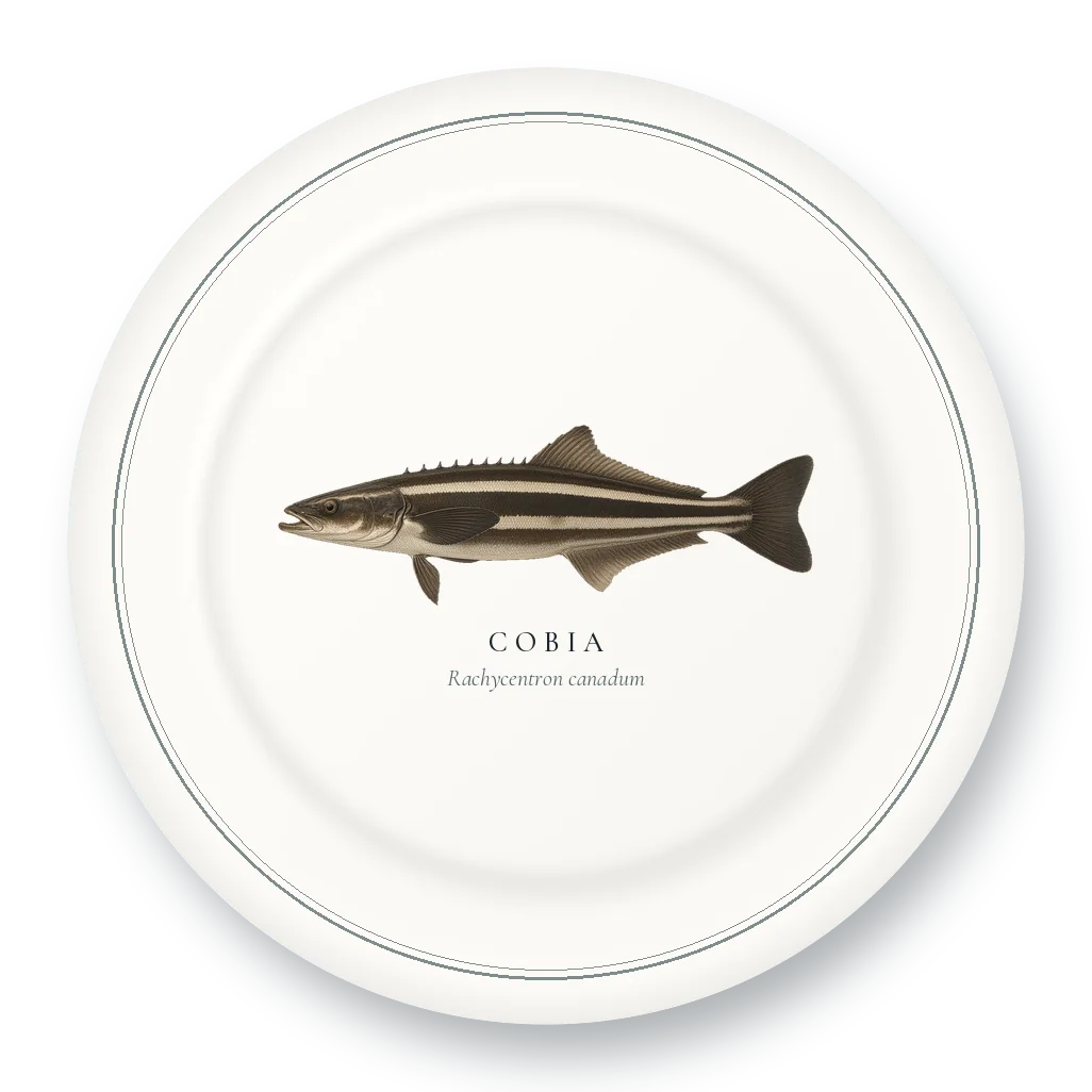Dinner Plate with Cobia illustration