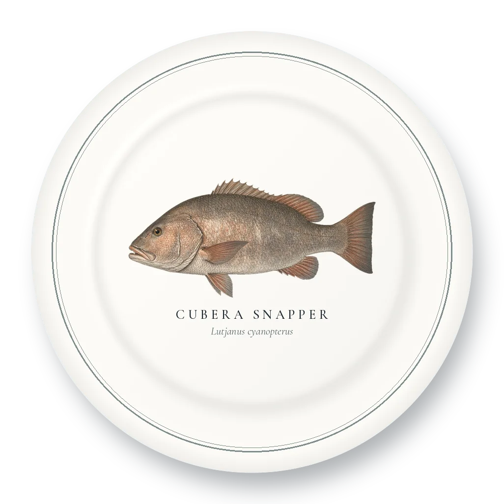 Dinner Plate with Cubera Snapper illustration