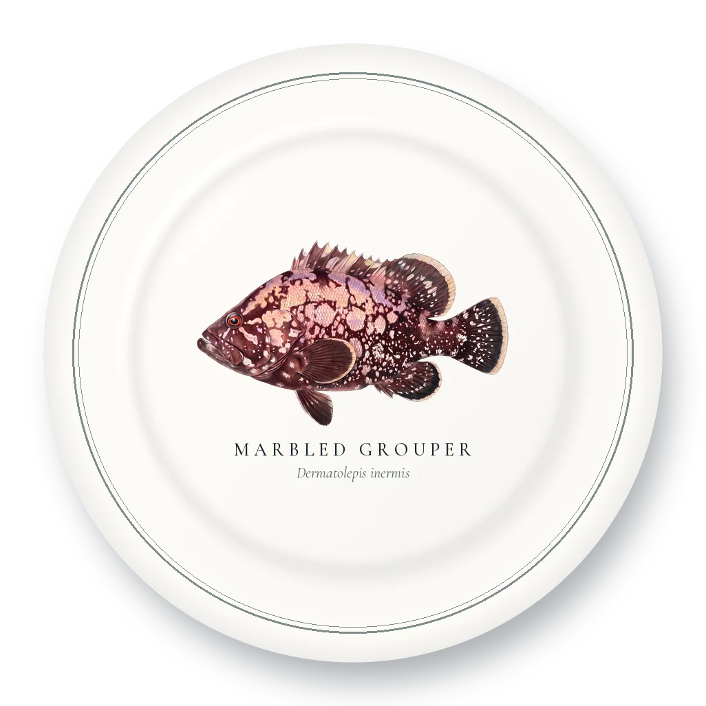 Dinner Plate with Marbled Grouper illustration