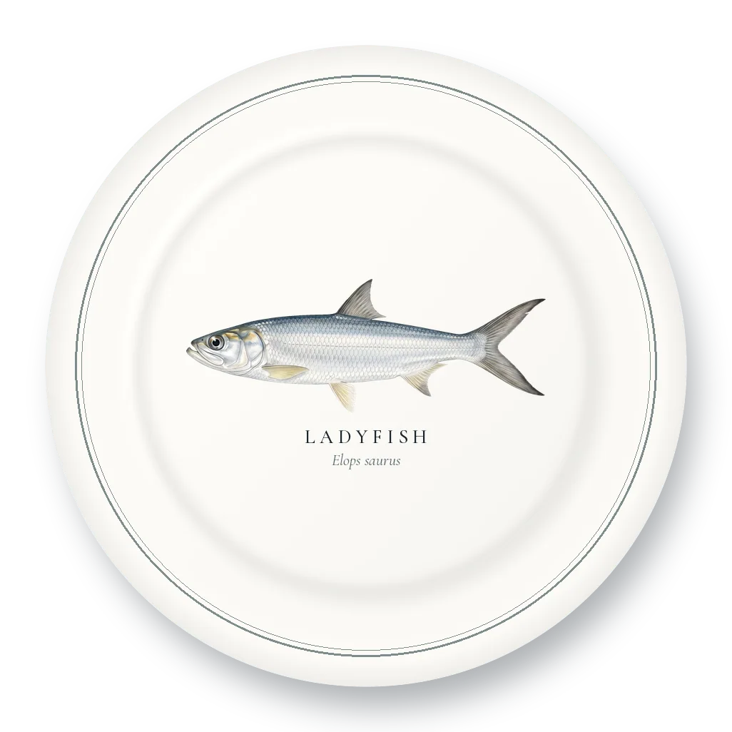Dinner Plate with Ladyfish illustration