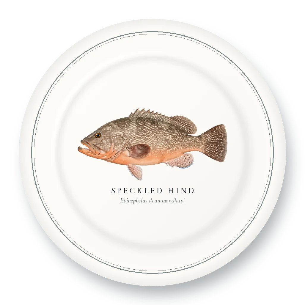 Dinner Plate with Speckled Hind illustration