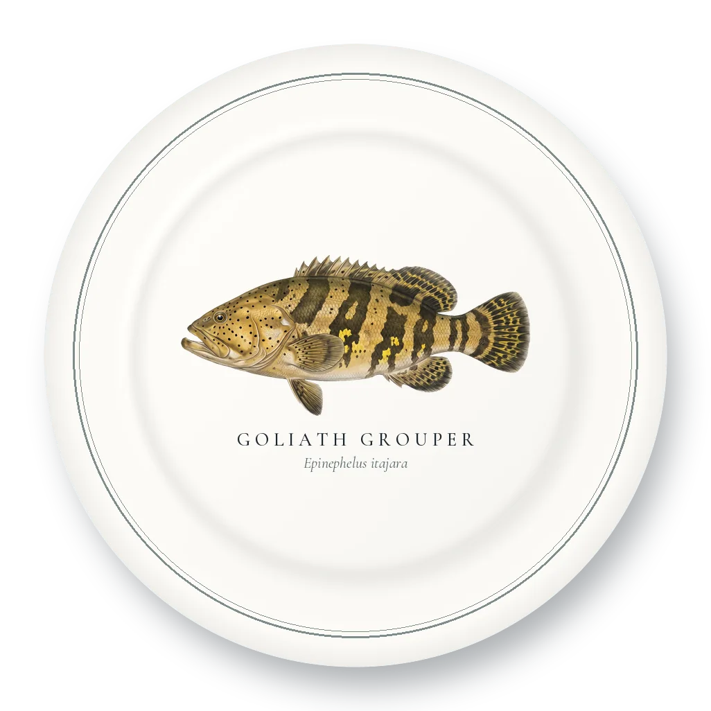Dinner Plate with Goliath Grouper illustration