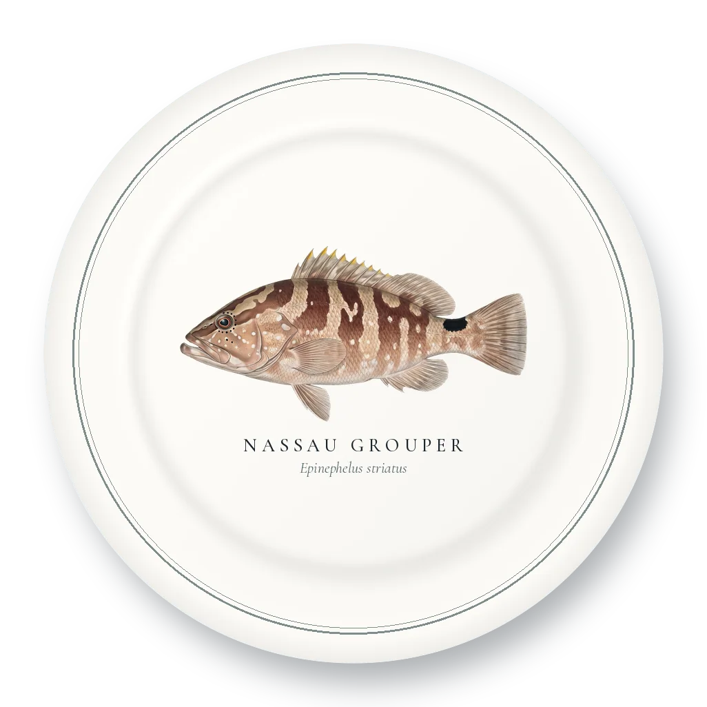 Dinner Plate with Nassau Grouper illustration