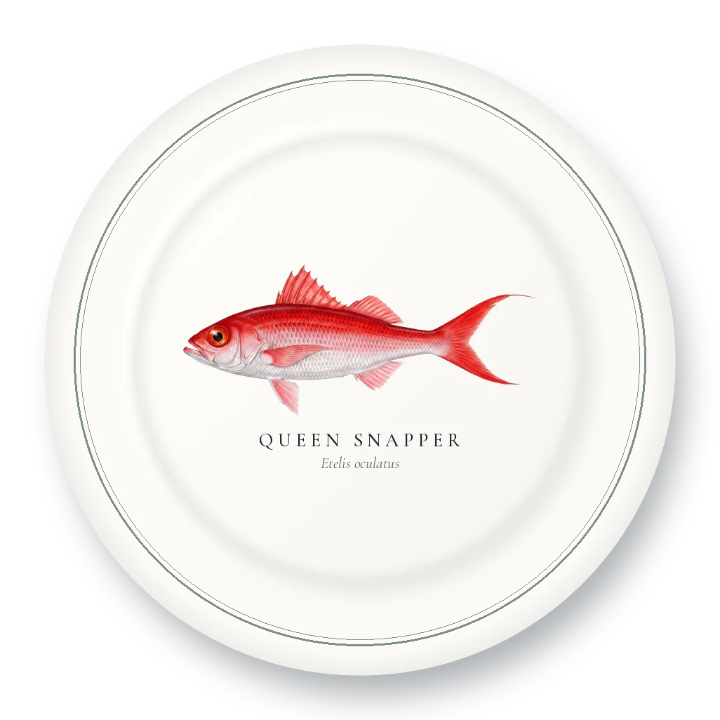 Dinner Plate with Queen Snapper illustration