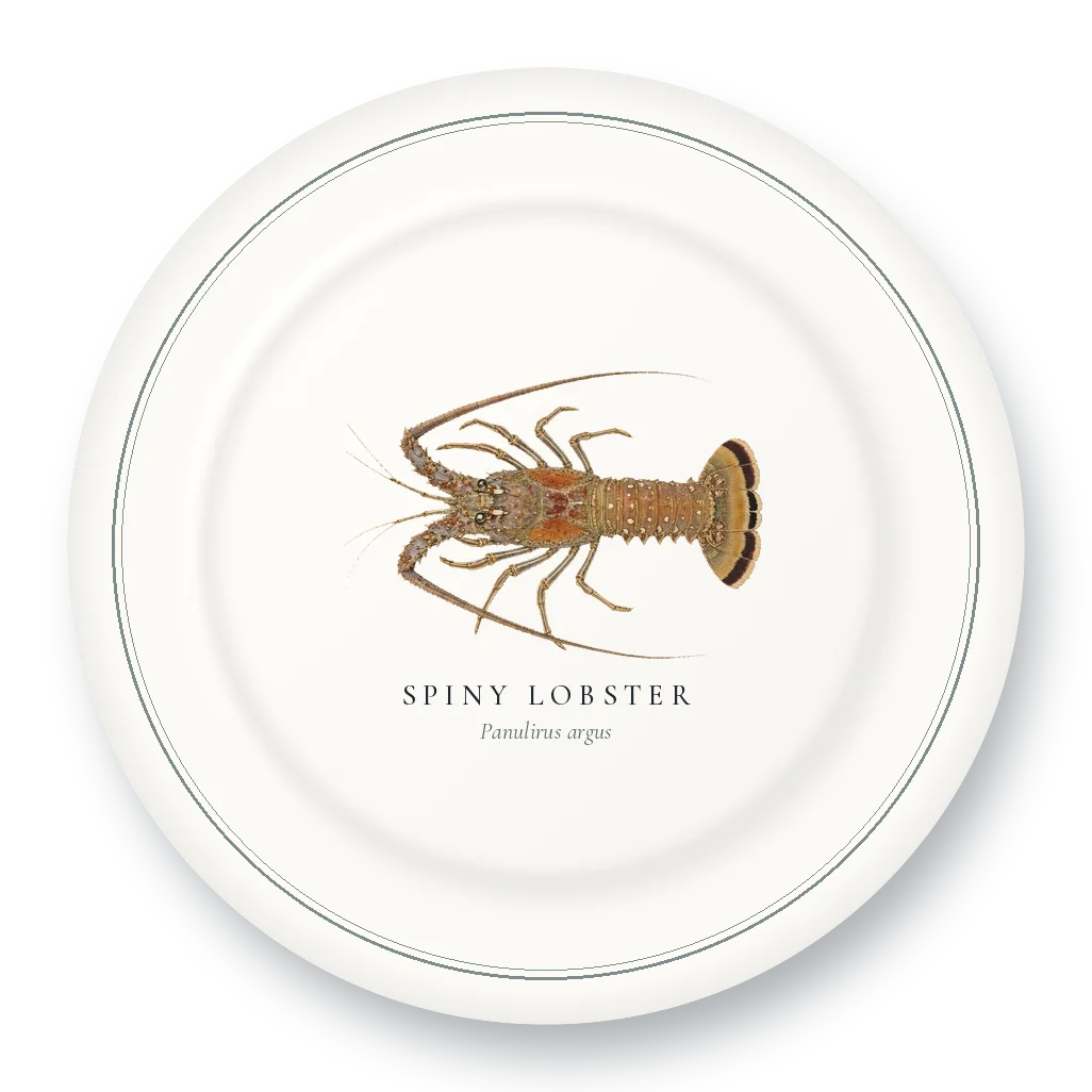 Dinner Plate with Spiny Lobster illustration