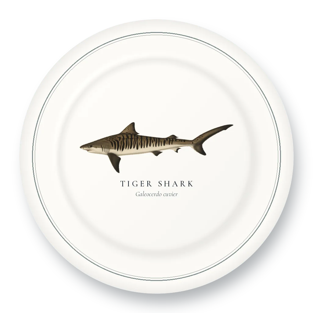 Dinner Plate with Tiger Shark illustration