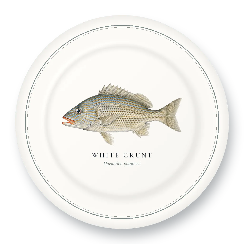 Dinner Plate with White Grunt illustration
