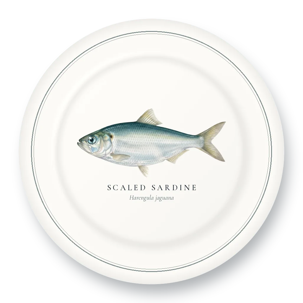 Dinner Plate with Scaled Sardine illustration