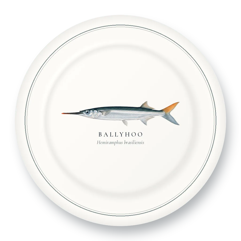 Dinner Plate with Ballyhoo illustration