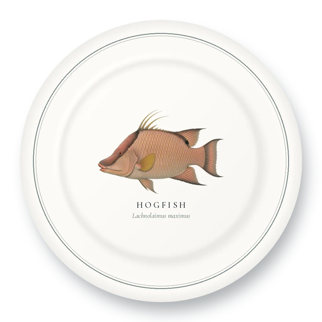 Dinner Plate with Hogfish illustration