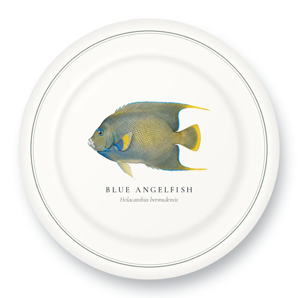 Dinner Plate with Blue Angelfish illustration