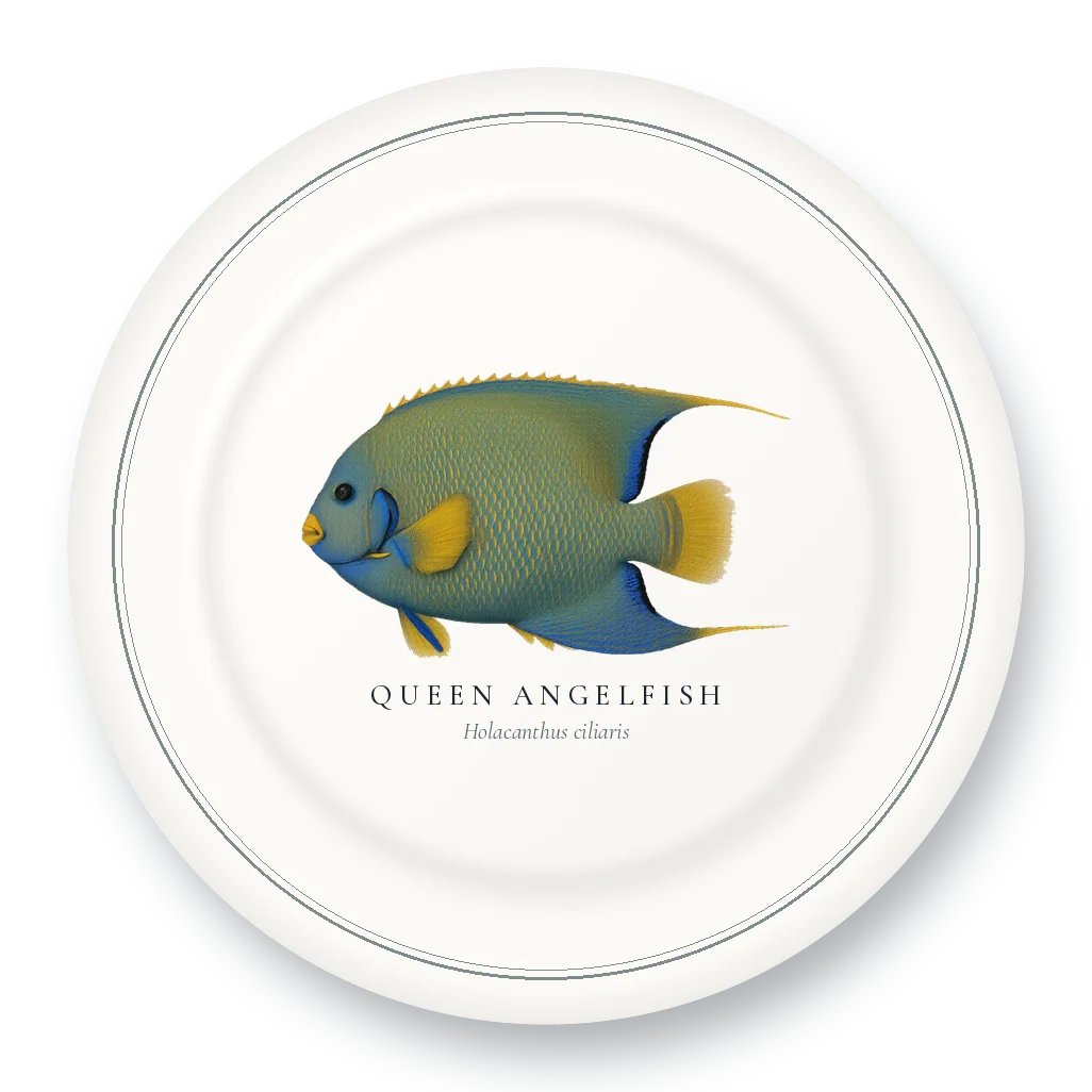 Dinner Plate with Queen Angelfish illustration