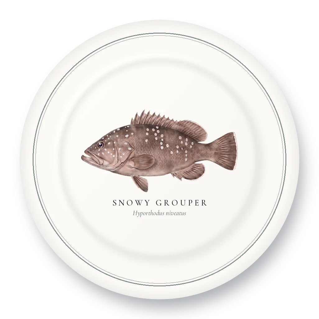 Dinner Plate with Snowy Grouper illustration