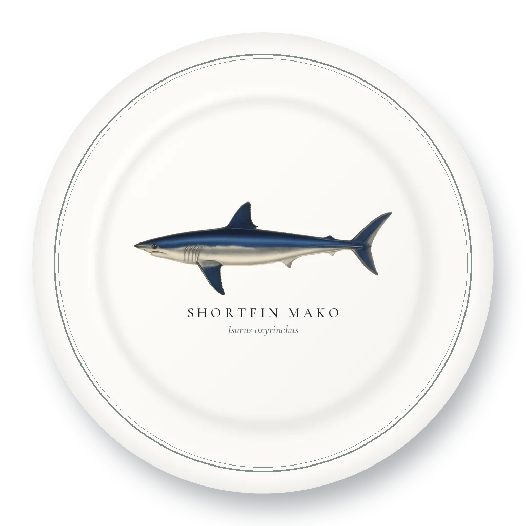 Dinner Plate with Shortfin Mako illustration