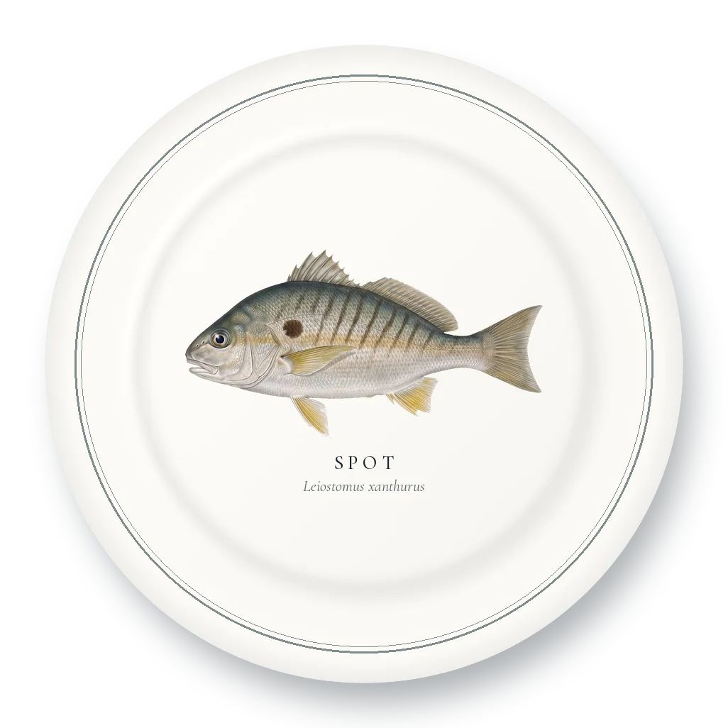 Dinner Plate with Spot illustration