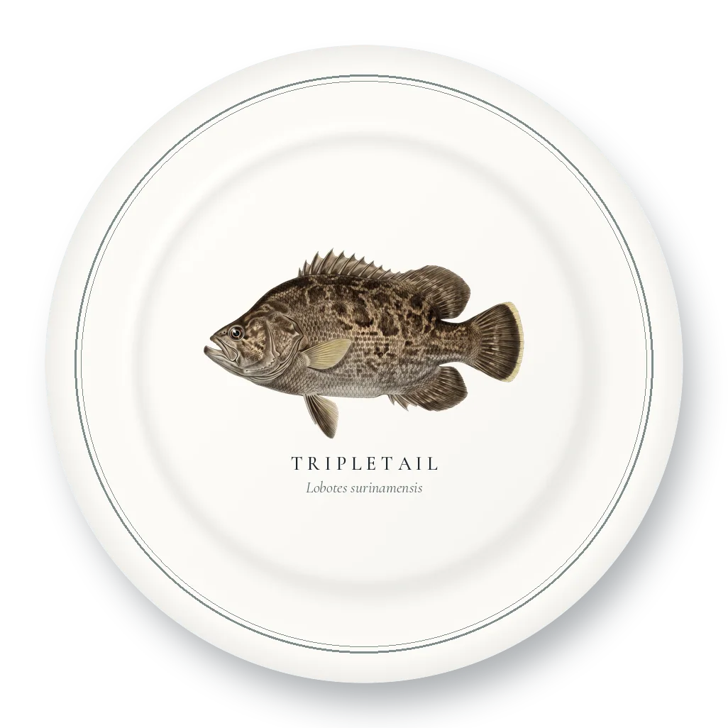 Dinner Plate with Tripletail illustration