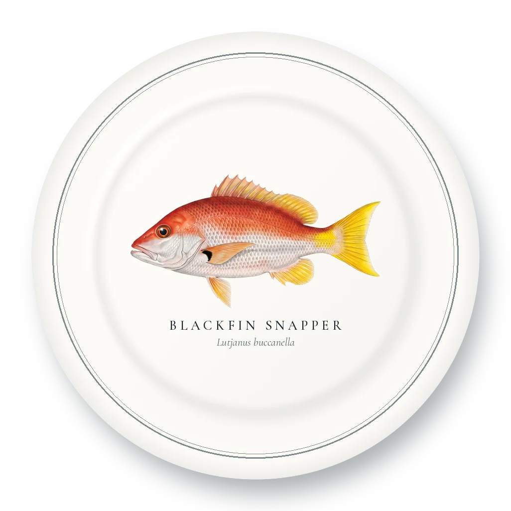 Dinner Plate with Blackfin Snapper illustration