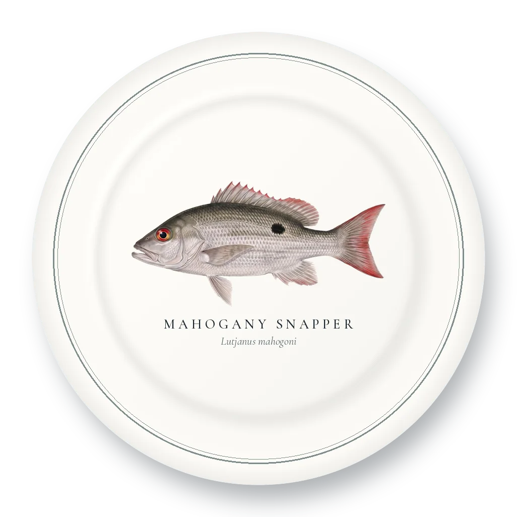 Dinner Plate with Mahogany Snapper illustration