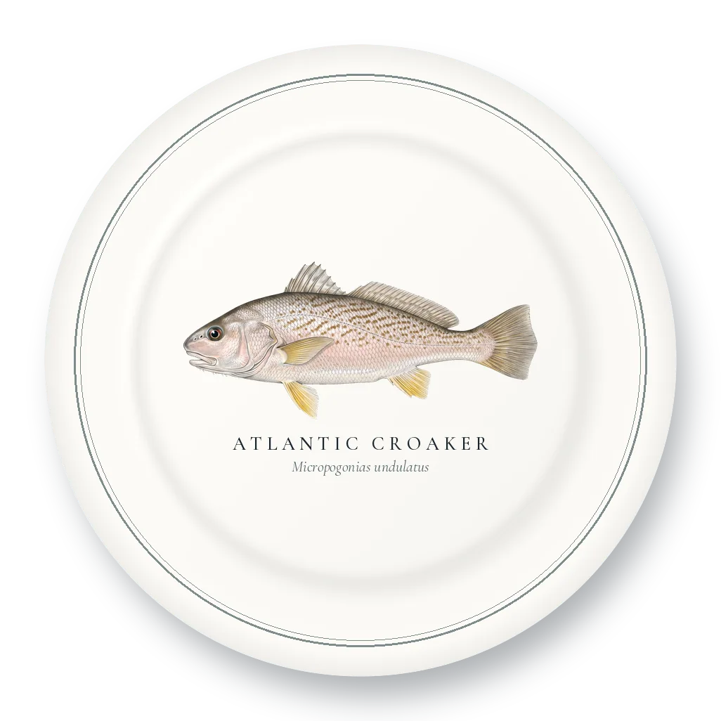 Dinner Plate with Atlantic Croaker illustration