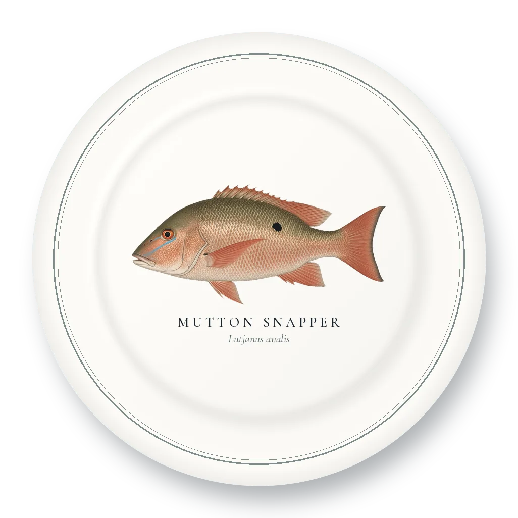 Dinner Plate with Mutton Snapper illustration