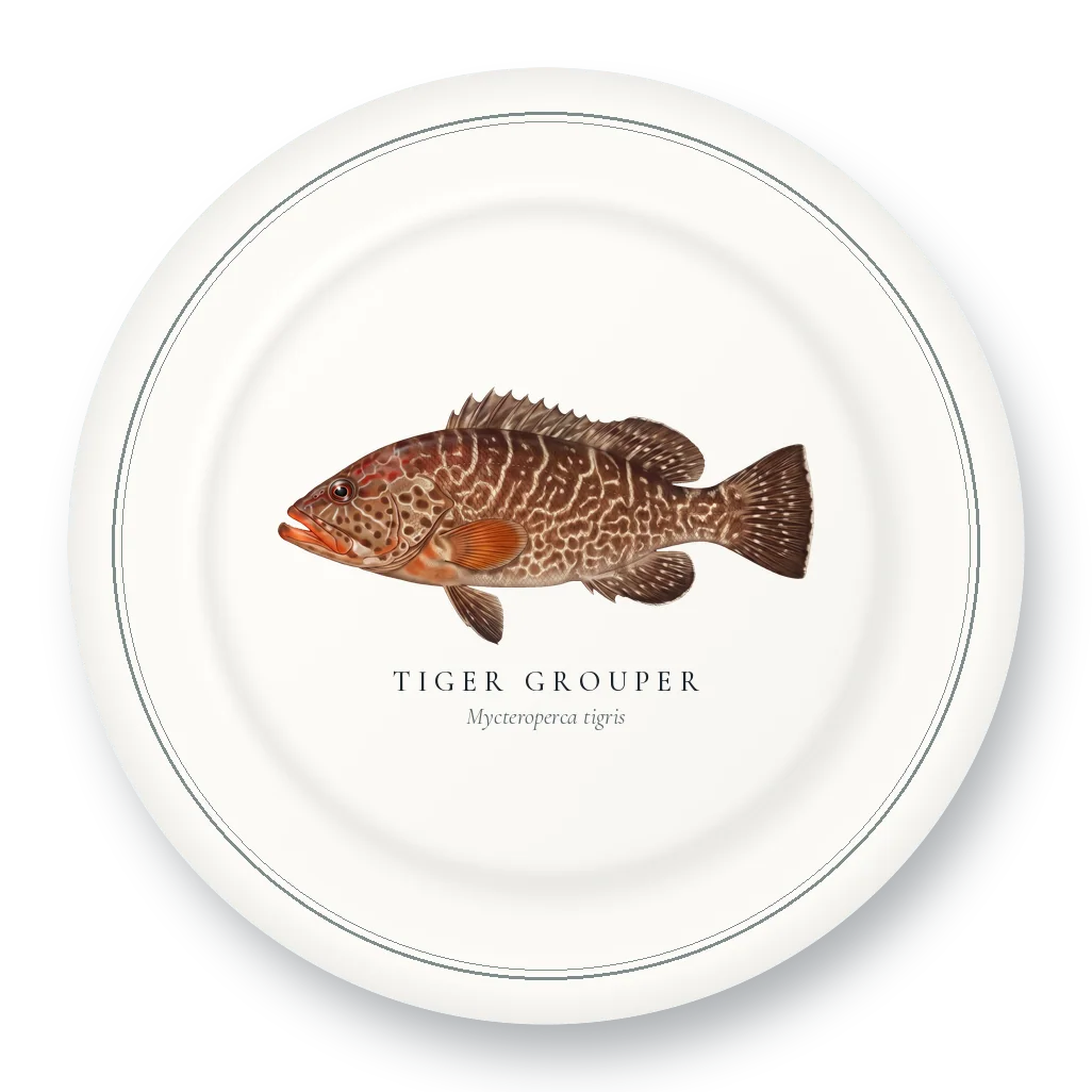 Dinner Plate with Tiger Grouper illustration