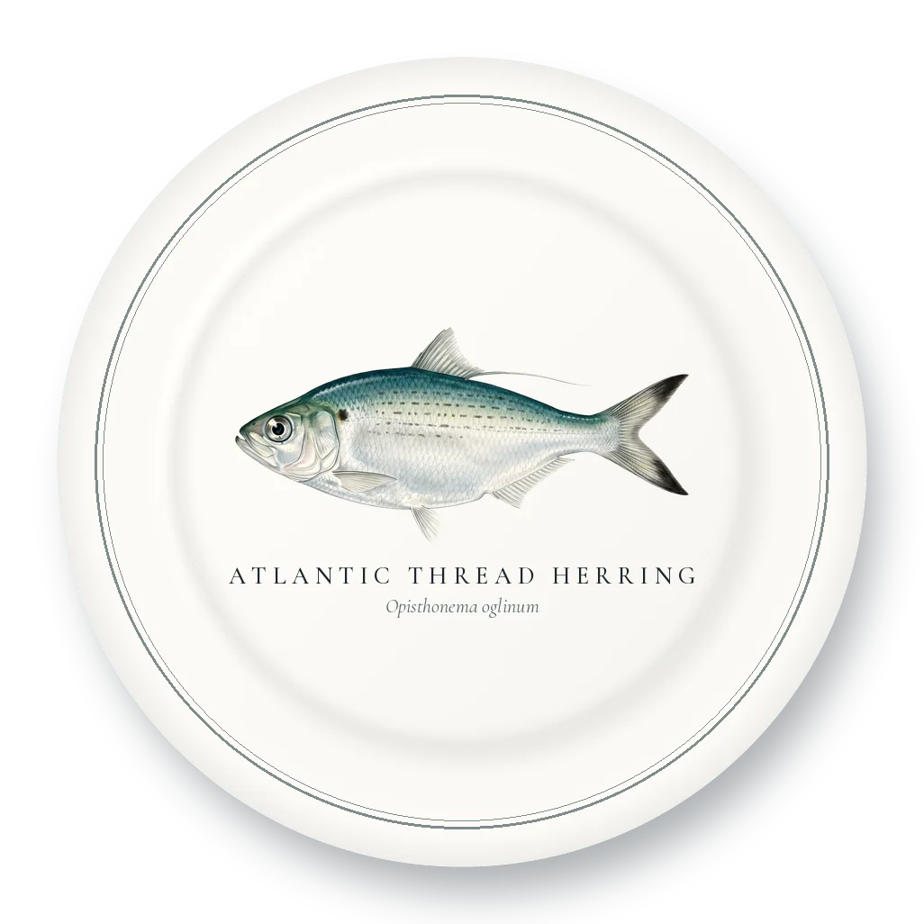 Dinner Plate with Atlantic Thread Herring illustration