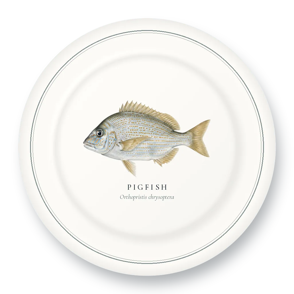 Dinner Plate with Pigfish illustration