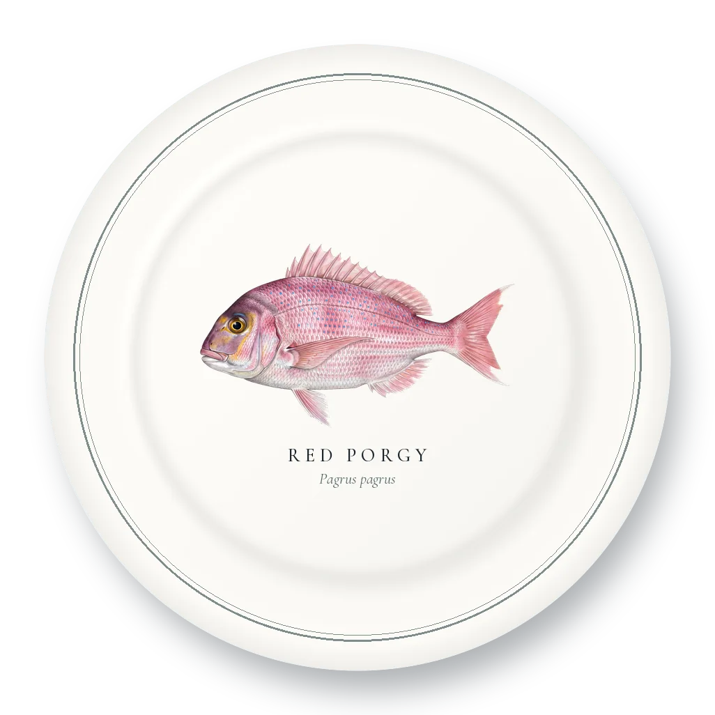 Dinner Plate with Red Porgy illustration