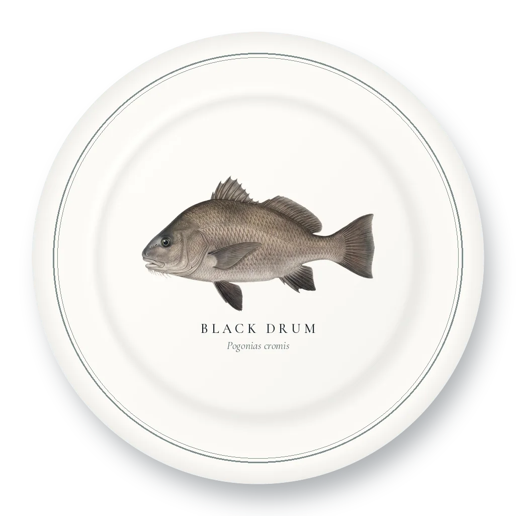 Dinner Plate with Black Drum illustration