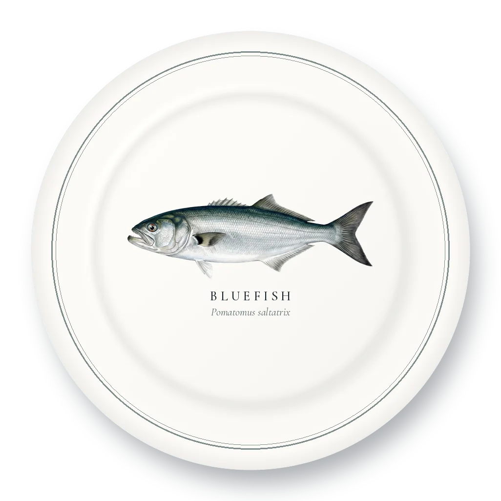 Dinner Plate with Bluefish illustration