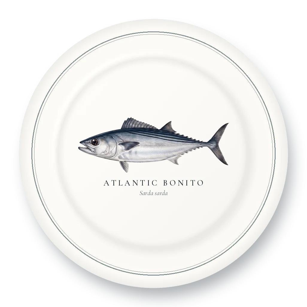 Dinner Plate with Atlantic Bonito illustration