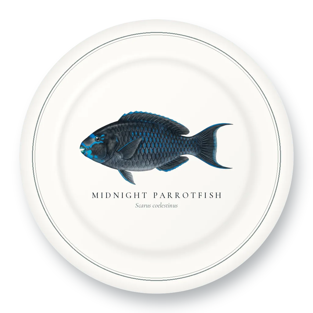 Dinner Plate with Midnight Parrotfish illustration