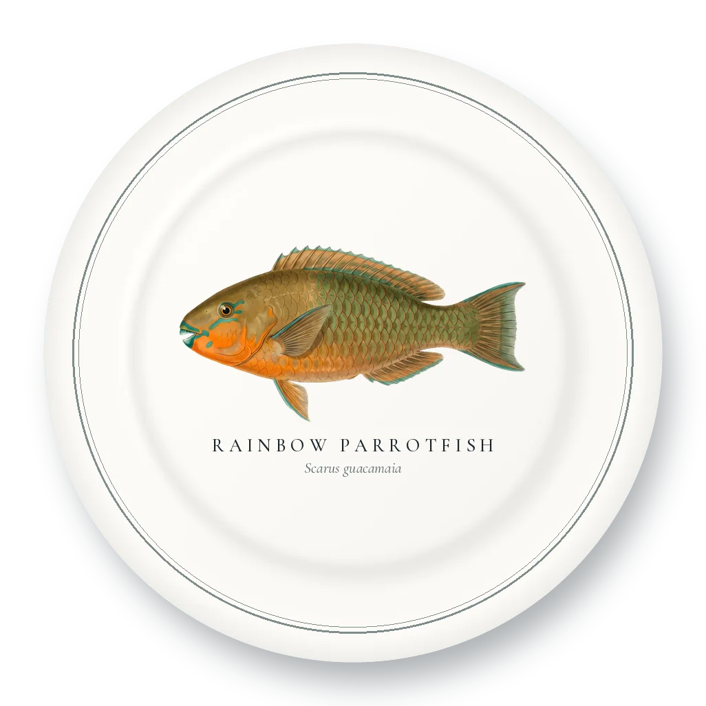 Dinner Plate with Rainbow Parrotfish illustration