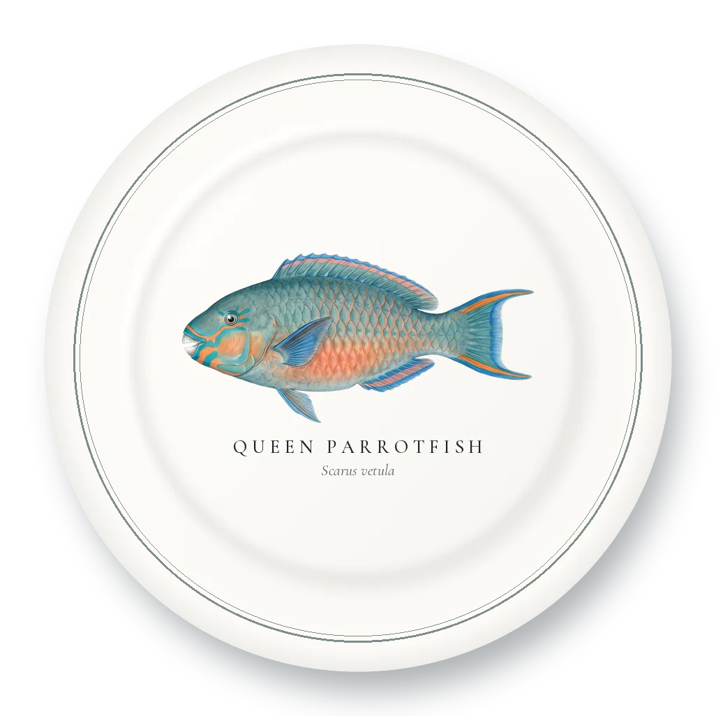 Dinner Plate with Queen Parrotfish illustration