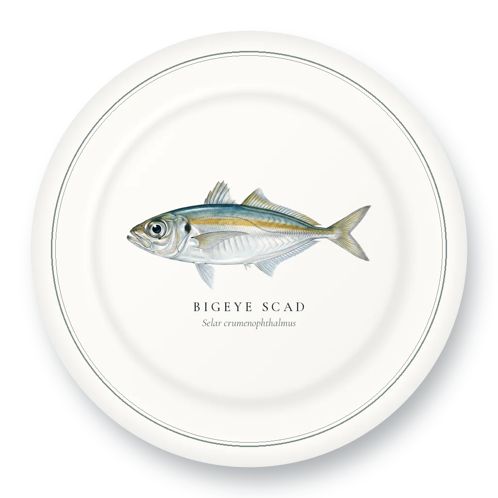 Dinner Plate with Bigeye Scad illustration