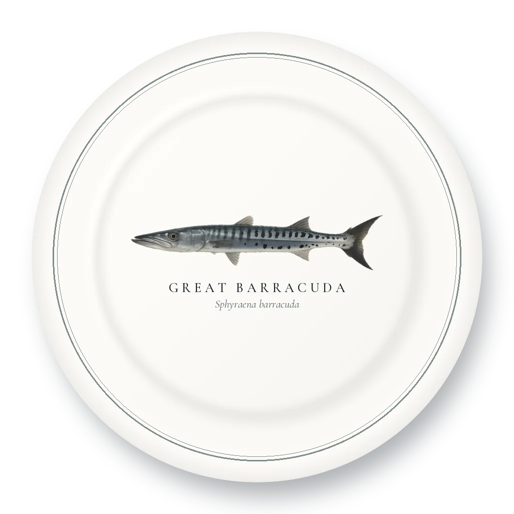 Dinner Plate with Great Barracuda illustration